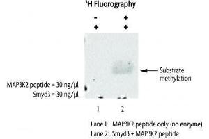 SMYD3 activity assay. (SMYD3 Protein (DYKDDDDK Tag))