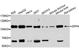 Western blot analysis of extracts of various cell lines, using DPP4 antibody. (DPP4 antibody  (AA 29-280))