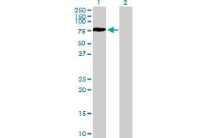 Western Blot analysis of RTN2 expression in transfected 293T cell line by RTN2 MaxPab polyclonal antibody. (Reticulon 2 antibody  (AA 1-472))