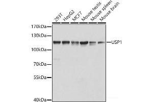 Western blot analysis of extracts of various cell lines using USP1 Polyclonal Antibody at dilution of 1:1000. (USP1 antibody)