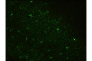 Immunohistochemistry (IHC) staining of Rhesus macaque brain for astrocyte marker Aldh1L1 using Anti-Aldh1L1 Antibody (ABIN1304520) (clone N103/39, 1:3000). (ALDH1L1 antibody  (AA 1-902))