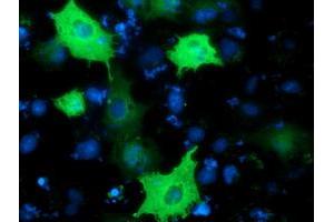 Anti-PIK3AP1 mouse monoclonal antibody (ABIN2453458) immunofluorescent staining of COS7 cells transiently transfected by pCMV6-ENTRY PIK3AP1 (RC214125). (PIK3AP1 antibody)