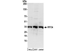 anti-Replication Factor C (Activator 1) 4, 37kDa (RFC4) (AA 1-50) antibody