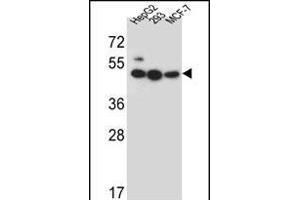 LIPJ Antibody (Center) (ABIN656301 and ABIN2845605) western blot analysis in HepG2,293,MCF-7 cell line lysates (35 μg/lane). (LIPJ antibody  (AA 186-215))