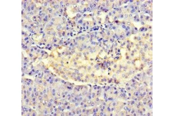 Amelotin antibody  (AA 17-209)
