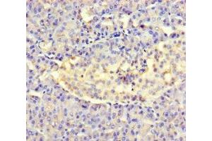 Immunohistochemistry of paraffin-embedded human pancreatic tissue using ABIN7143969 at dilution of 1:100 (Amelotin antibody  (AA 17-209))