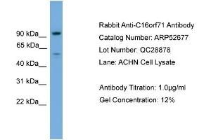 WB Suggested Anti-C16orf71  Antibody Titration: 0. (C16ORF71 antibody  (Middle Region))