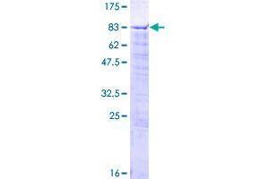 Sec1 Family Domain Containing 1 (SCFD1) (AA 1-575) protein (GST tag)