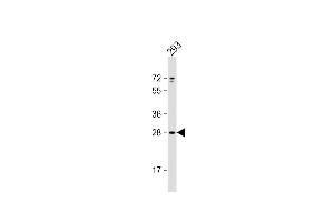 Anti-UNC50 Antibody (N-term) at 1:1000 dilution + 293 whole cell lysate Lysates/proteins at 20 μg per lane. (UNC50 antibody  (N-Term))