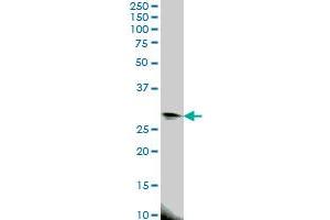 EIF4E2 antibody  (AA 1-245)