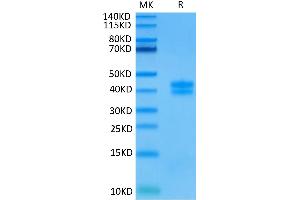 GPA33 Protein (AA 22-235) (His-Avi Tag)