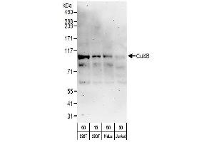 Western Blotting (WB) image for anti-Cullin 4B (CUL4B) (AA 863-913) antibody (ABIN7454566)