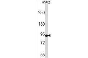 Western Blotting (WB) image for anti-Cold Shock Domain Containing E1, RNA-Binding (CDSE1) (AA 587-615), (C-Term) antibody (ABIN955461)