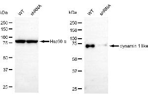 Western blotting analysis using dynamin 1 like antibody (ABIN7798398).