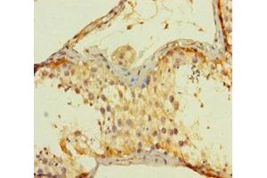 Immunohistochemistry of paraffin-embedded human testis tissue using ABIN7143593 at dilution of 1:100 (AGRP antibody  (AA 83-132))