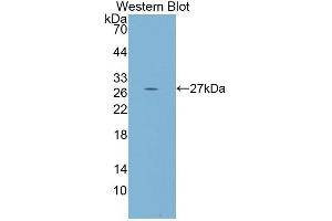 Western Blotting (WB) image for anti-Protocadherin beta 2 (PCDHb2) (AA 54-291) antibody (ABIN1860138) (PCDHb2 antibody  (AA 54-291))