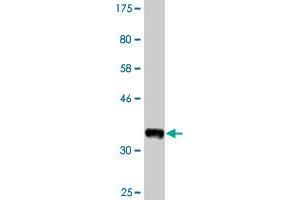 Western Blot detection against Immunogen (37. (RPS6KC1 antibody  (AA 957-1066))