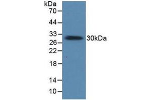 Figure. (Prolactin antibody  (AA 29-227))