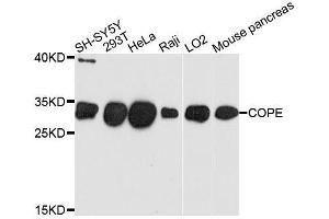 Western blot analysis of extracts of various cell lines, using COPE antibody. (COPE antibody  (AA 1-308))