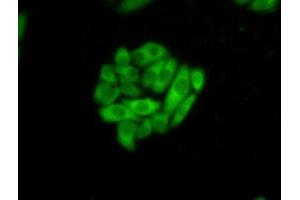 IHC-P analysis of HeLa cells, with FITC staining. (HSPA1L antibody  (AA 1-641))