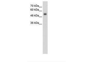 Image no. 1 for anti-G Protein-Coupled Receptor 161 (GPR161) (N-Term) antibody (ABIN203418) (GPR161 antibody  (N-Term))