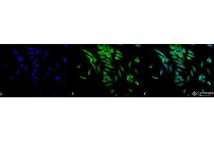 Immunocytochemistry/Immunofluorescence analysis using Mouse Anti-Hsp90 alpha/beta Monoclonal Antibody, Clone K41220A . (HSP90 alpha/beta antibody  (AA 291-304) (Biotin))