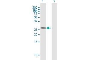 Western Blot analysis of H1F0 expression in transfected 293T cell line ( H00003005-T01 ) by H1F0 MaxPab polyclonal antibody. (Histone H1 antibody  (AA 1-194))