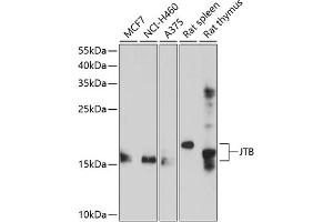 Western blot analysis of extracts of various cell lines, using JTB antibody (ABIN6129044, ABIN6142668, ABIN6142669 and ABIN6214676) at 1:1000 dilution. (JTB antibody  (AA 31-105))