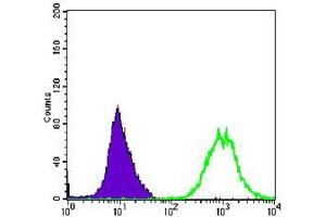 Flow cytometric analysis of Hela cells using ACTA2 mouse mAb (green) and negative control (purple). (Smooth Muscle Actin antibody)