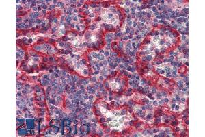 Immunohistochemistry staining of human spleen (paraffin sections) with anti-HLA-E (clone MEM-E/07). (HLA-E antibody)