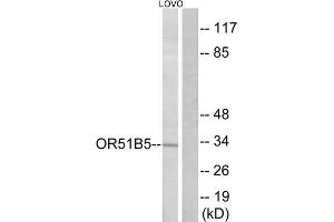 Western blot analysis of extracts from LOVO cells, using OR51B5 antibody. (OR51B5 antibody  (Internal Region))