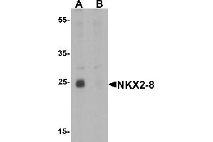 Western blot analysis of NKX2-8 in rat liver tissue lysate with NKX2-8 antibody at 1 µg/mL in (A) the absence and (B) the presence of blocking peptide (NKX2-8 antibody  (Middle Region))