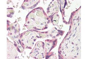 Anti-RNF139 / TRC8 antibody IHC of human placenta. (RNF139 antibody  (AA 651-663))