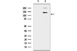 Western blot analysis of lysates from Mouse brain, using Phospho-APP (Thr668)[Thr743] Antibody.