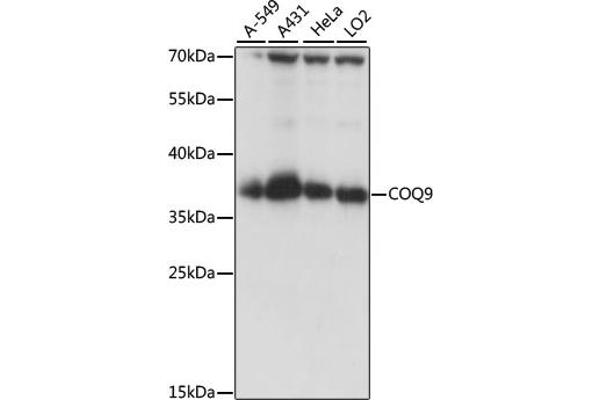 COQ9 anticorps  (AA 1-318)