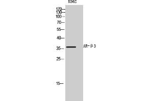 Western Blot analysis of K562 cells using AR-β3 Polyclonal Antibody diluted at 1:1000.