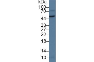 Western Blot; Sample: Rat Testis lysate; Primary Ab: 2µg/ml Rabbit Anti-Human vWA1 Antibody Second Ab: 0. (VWA1 antibody  (AA 42-289))