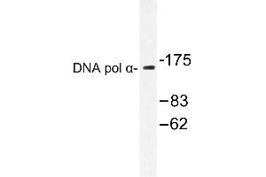Image no. 1 for anti-DNA Polymerase alpha (POLA1) antibody (ABIN272161) (POLA1 antibody)