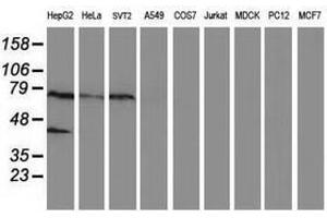 Image no. 1 for anti-Ankyrin Repeat Domain 53 (ANKRD53) (AA 1-300) antibody (ABIN1490720) (ANKRD53 antibody  (AA 1-300))