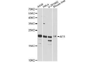 Western blot analysis of extracts of various cell lines, using AES antibody. (AES antibody)