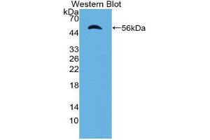 Western Blotting (WB) image for anti-Importin 8 (IPO8) (AA 417-622) antibody (ABIN2119203) (Importin 8 antibody  (AA 417-622))