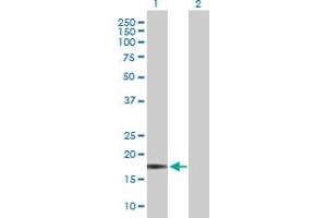 Western Blot analysis of GKN1 expression in transfected 293T cell line by GKN1 MaxPab polyclonal antibody.
