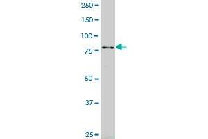 RASEF monoclonal antibody (M01), clone 2D5 Western Blot analysis of RASEF expression in K-562 . (RASEF antibody  (AA 631-740))