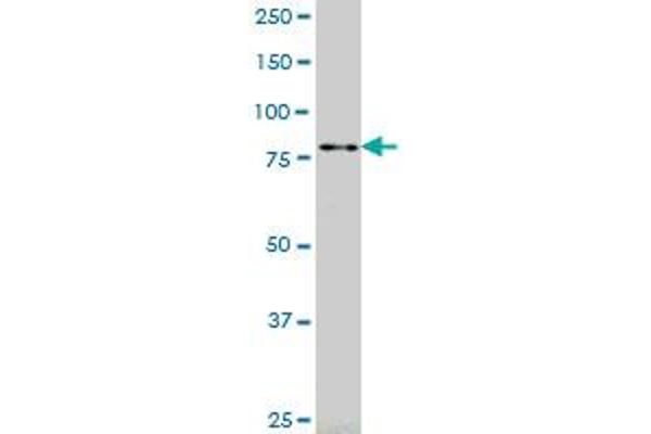 RASEF antibody  (AA 631-740)