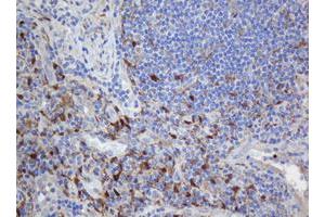 Image no. 1 for anti-Selenium Binding Protein 1 (SELENBP1) antibody (ABIN1500864) (SELENBP1 antibody)