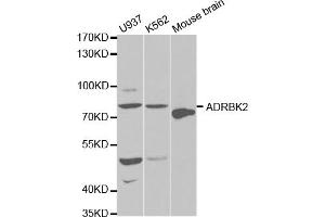 Western blot analysis of extracts of various cell lines, using ADRBK2 antibody (ABIN5971081) at 1/1000 dilution. (ADRBK2 antibody)
