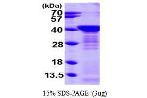 SDS-PAGE (SDS) image for Arginase, Liver (ARG1) (AA 1-322) protein (His tag) (ABIN667001)