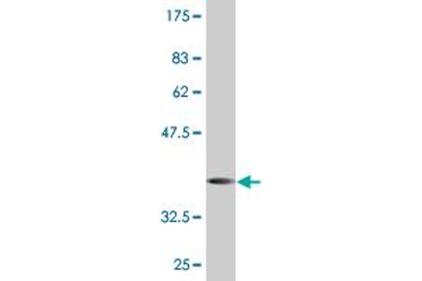 Galnt1 antibody  (AA 42-123)