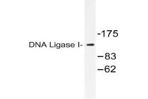 Western blot (WB) analysis of DNA Ligase I antibody in extracts from HT-29 cells. (LIG1 antibody)