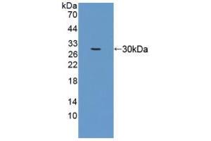 Figure. (eEF1A1 antibody  (AA 1-241))